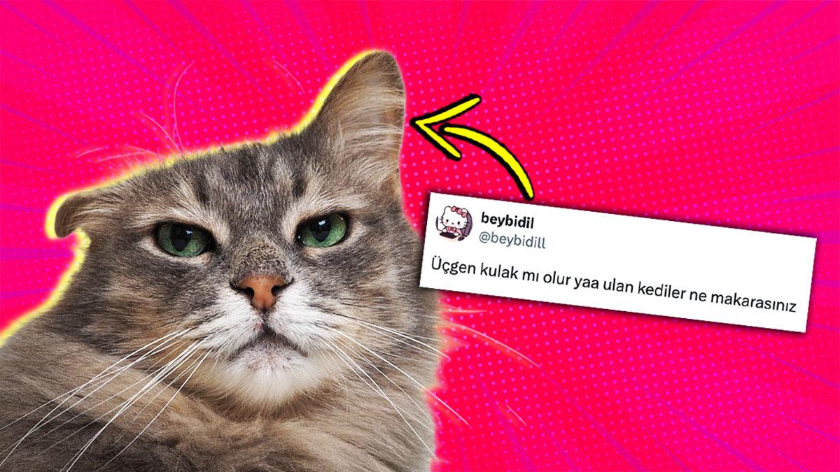 Kedilerin Kulakları Neden Üçgen? Mühendislik Harikası Desek Yeridir!