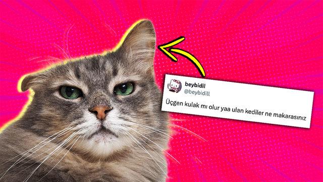 Kedilerin Kulakları Neden Üçgen? Mühendislik Harikası Desek Yeridir!