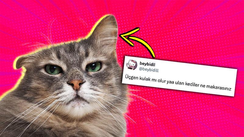 Kedilerin Kulakları Neden Üçgen? Mühendislik Harikası Desek Yeridir!