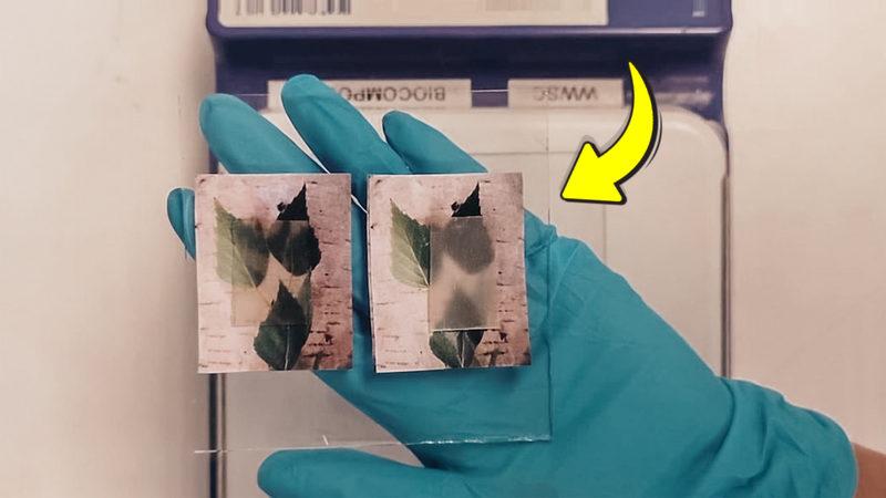 Araştırmacılar Ahşabı Cam Kadar Şeffaf Yapmanın Bir Yolunu Buldu (İyi de Hangi Talebin Arzı Bu?)