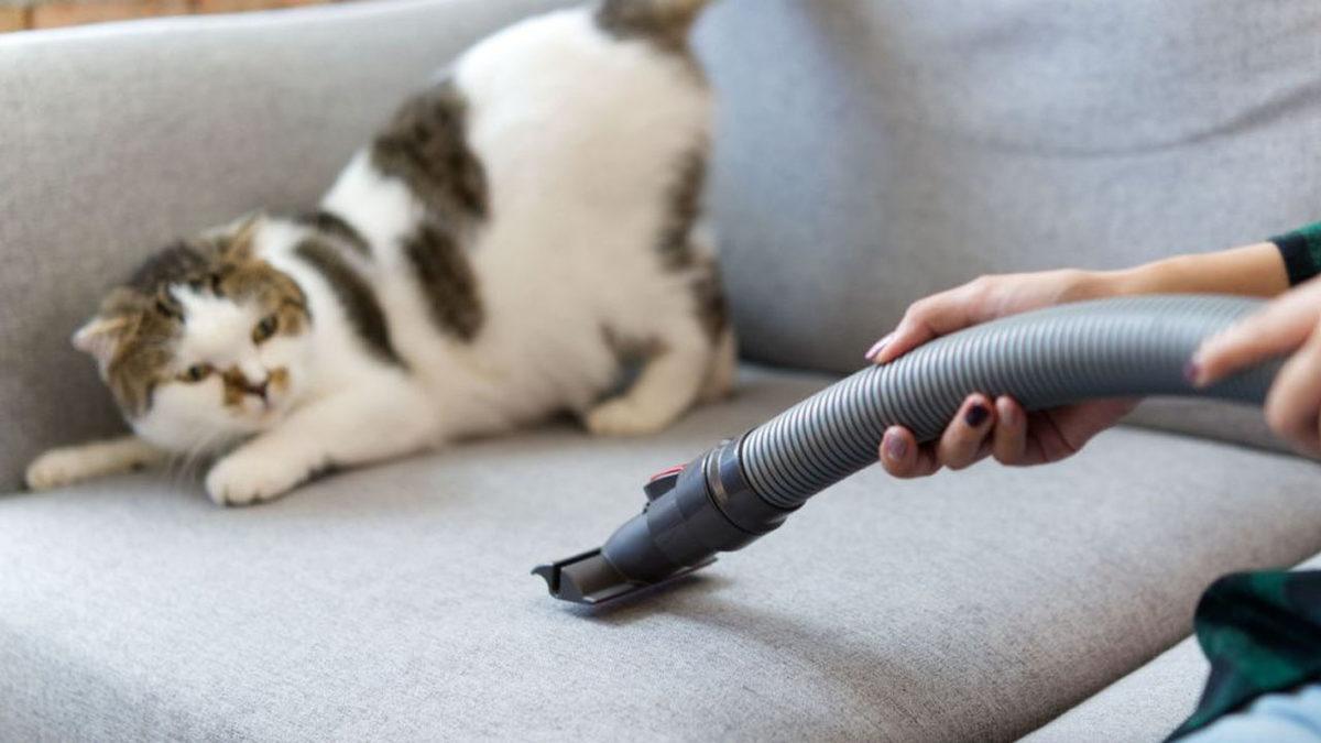 Timsah Tokatlayan Kediler Neden Elektrik Süpürgesinden Canavar Görmüş Gibi Korkuyor?