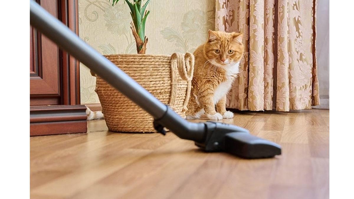 Timsah Tokatlayan Kediler Neden Elektrik Süpürgesinden Canavar Görmüş Gibi Korkuyor?