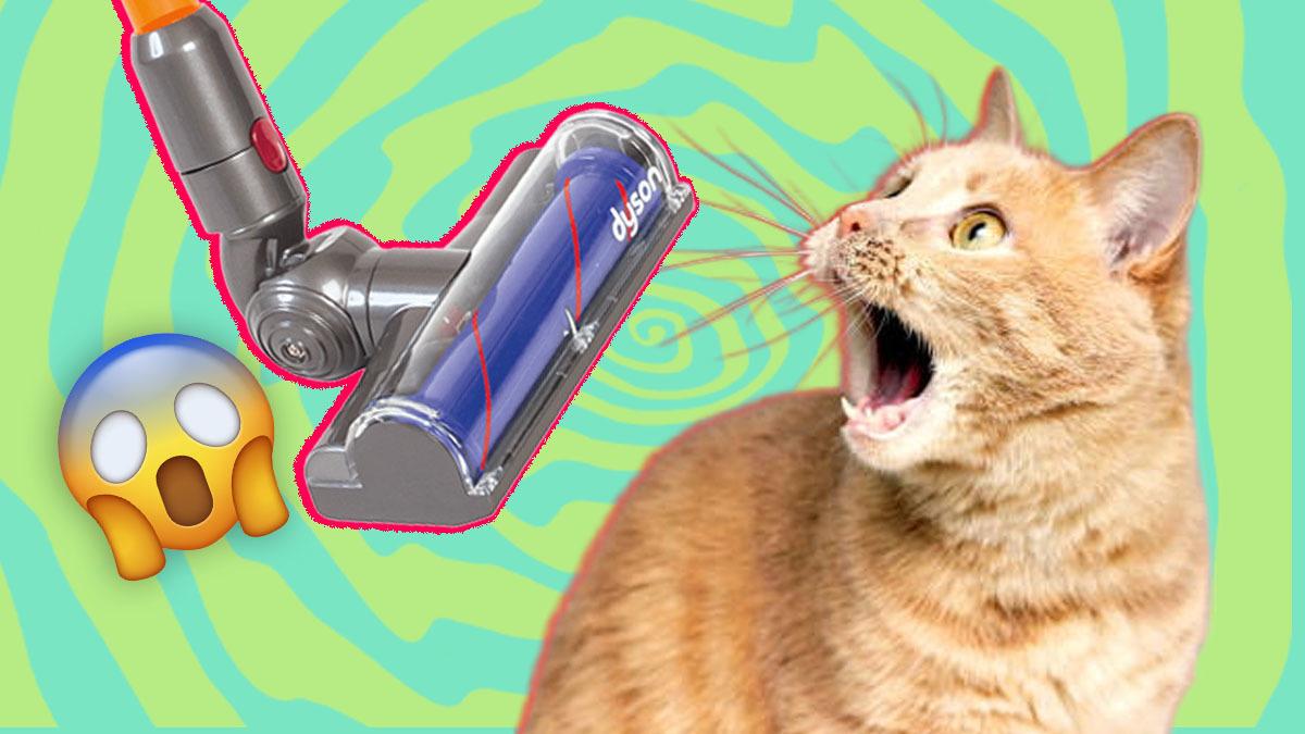 Timsah Tokatlayan Kediler Neden Elektrik Süpürgesinden Canavar Görmüş Gibi Korkuyor?