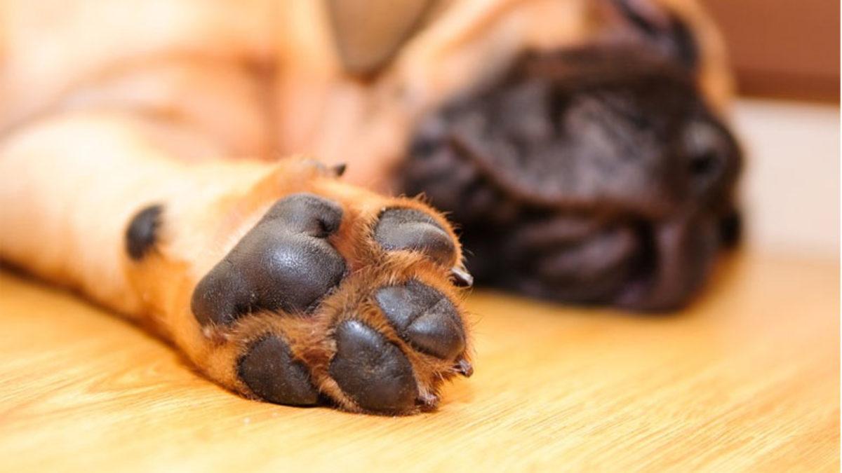 Hayvanların Patilerinde Neden Bu Yumuşak Yastıkçıklar Var? (Sessiz Yürüyüşlerin Sırrını Bulduk)