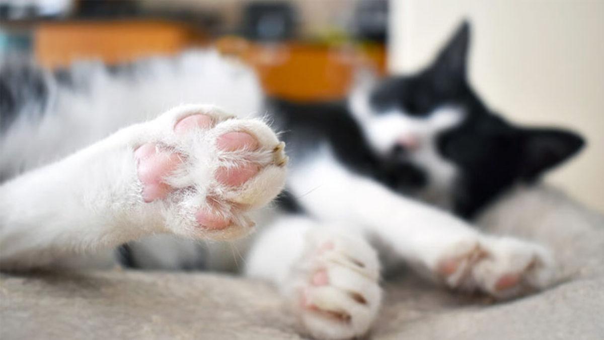 Hayvanların Patilerinde Neden Bu Yumuşak Yastıkçıklar Var? (Sessiz Yürüyüşlerin Sırrını Bulduk)