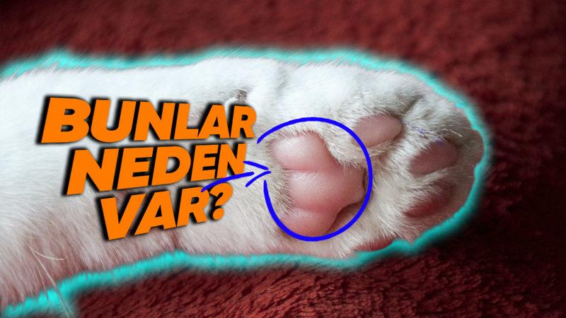 Hayvanların Patilerinde Neden Bu Yumuşak Yastıkçıklar Var? (Sessiz Yürüyüşlerin Sırrını Bulduk)