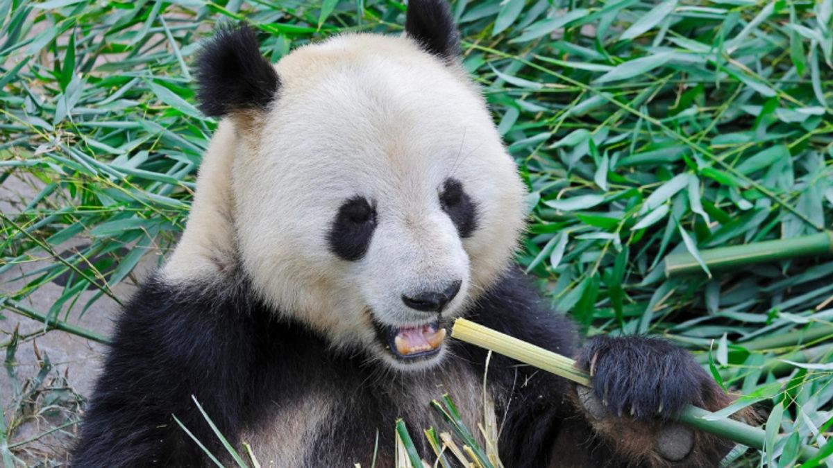 Pandalar Etçil Olmalarına Rağmen Neden Sabah Akşam Bambu Yerler?