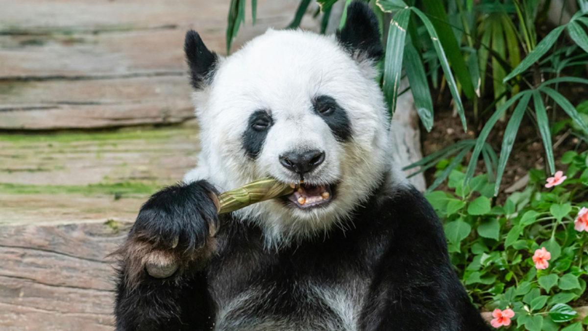 Pandalar Etçil Olmalarına Rağmen Neden Sabah Akşam Bambu Yerler?