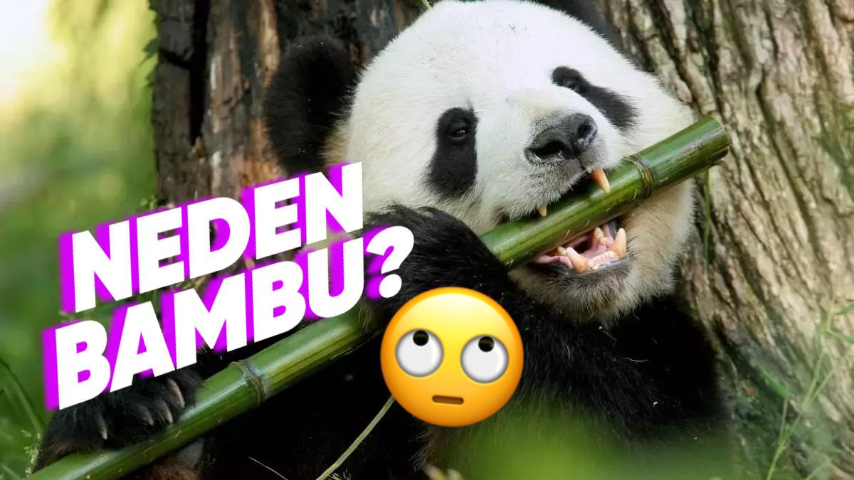 Pandalar Etçil Olmalarına Rağmen Neden Sabah Akşam Bambu Yerler?