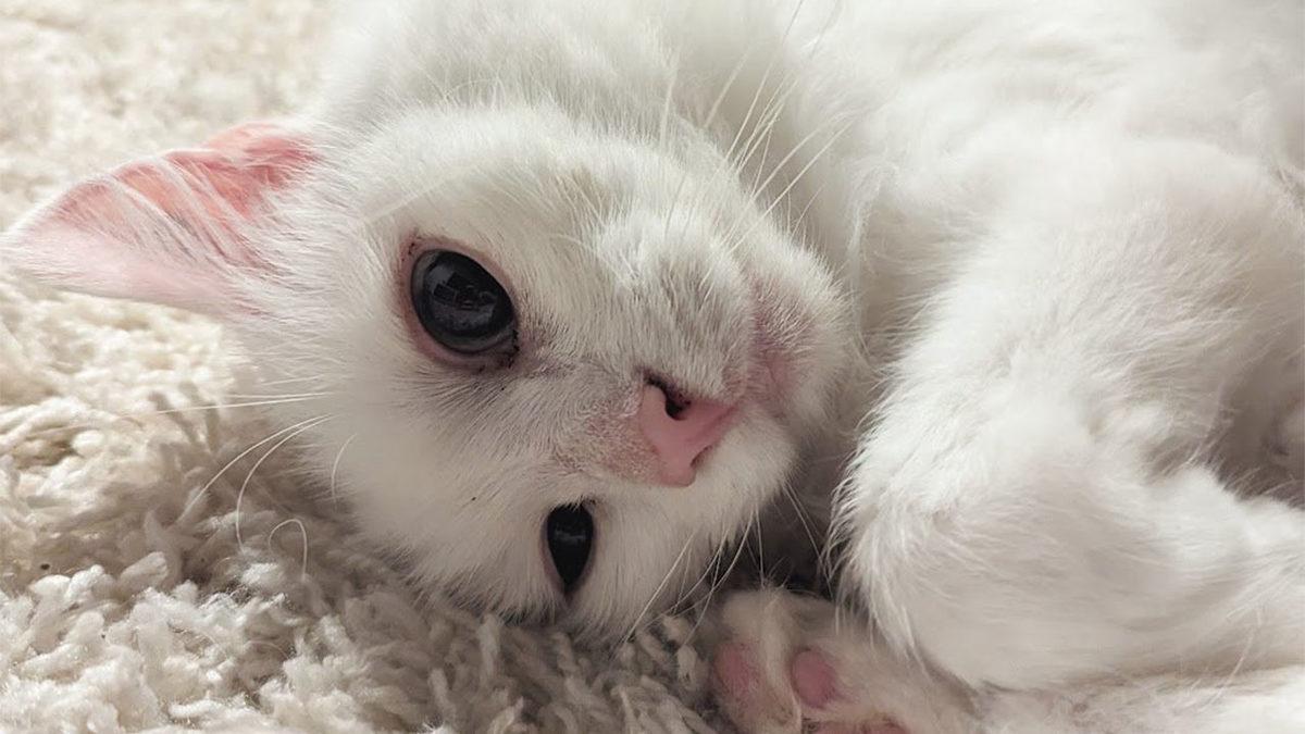 Assassin’s Creed Shadows’un Hayalet Kedisinin, Aslında Gerçek Bir Kedi Olduğu Ortaya Çıktı