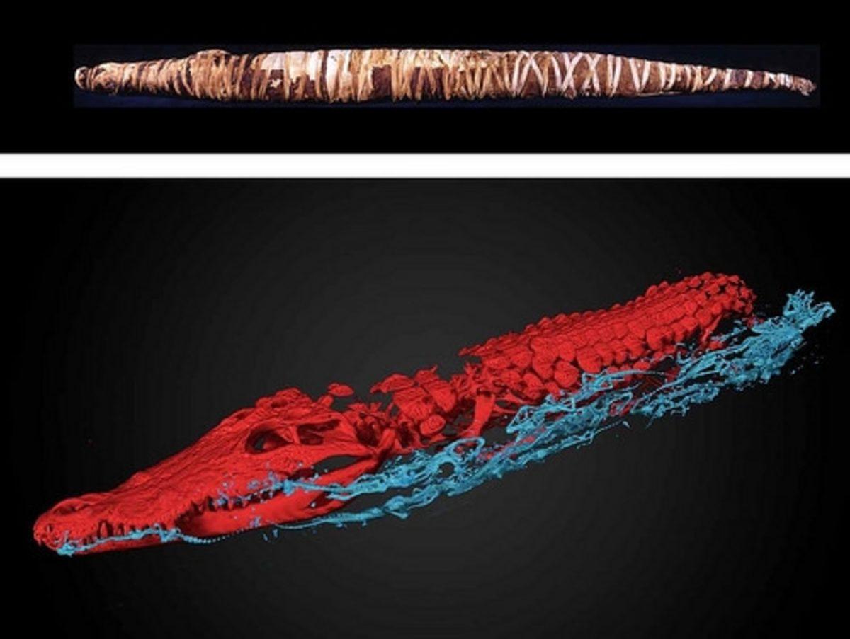Mısır’daki Devasa Timsah Mumyasında Beklenmedik Bir Sürpriz
