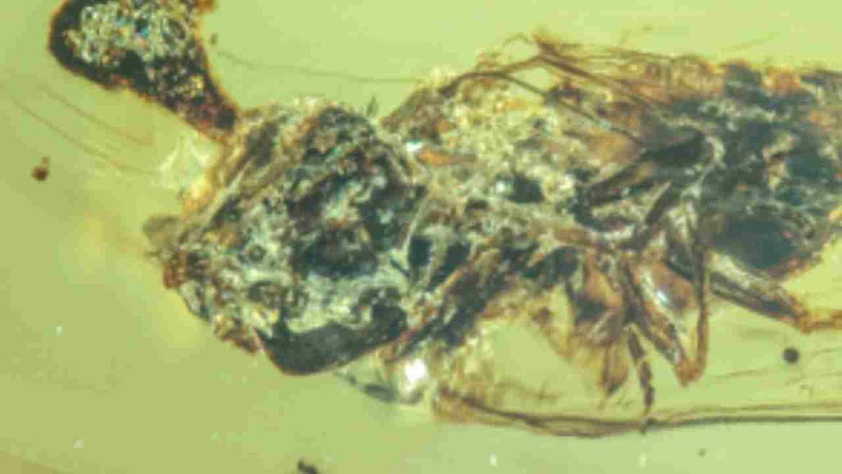 Bu Bildiğin Last of Us: 99 Milyon Yıl Önce Yaşamış Bulaştığı Vücudu Kaplayıp Zombiye Dönüştüren Virüs Keşfedildi