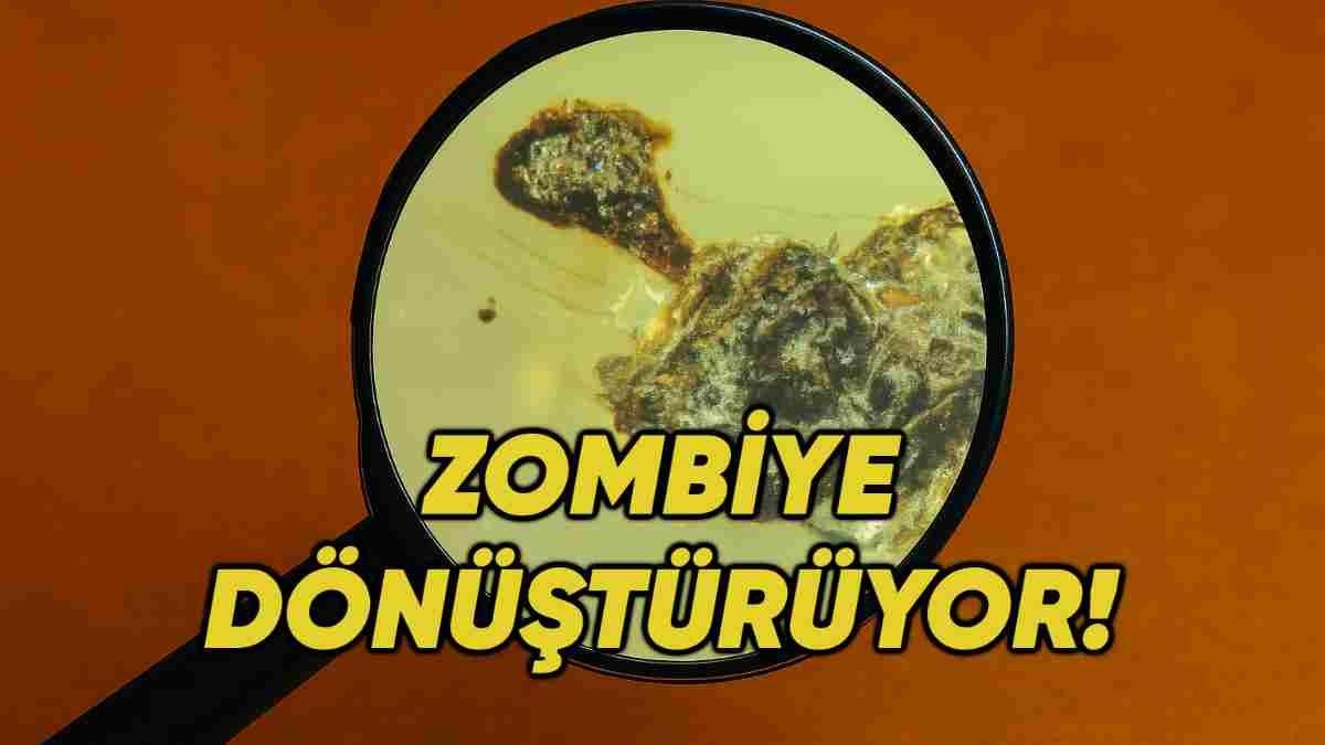 Bu Bildiğin Last of Us: 99 Milyon Yıl Önce Yaşamış Bulaştığı Vücudu Kaplayıp Zombiye Dönüştüren Virüs Keşfedildi