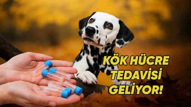 Evcil Hayvan Sağlığında Yeni Bir Sayfa Açılıyor: Kök Hücre Tedavisi Geliyor