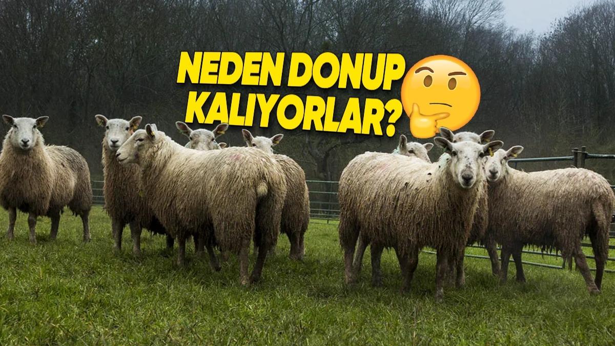 Trabzon’da Koyunların Yağmurda Donmuşçasına Hareketsiz Kaldığı Video Gündem Oldu: İşte Komplo Teorisyenlerinin Hevesini Kaçıracak Açıklaması