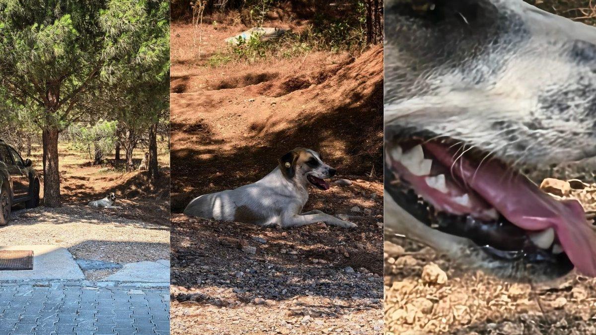 Kamerada ve Ekranda Sektörde İlklerin Telefonu: HUAWEI Pura 80 Serisinin En Güçlü Üyesi Pura 80 Ultra’yı İnceledik