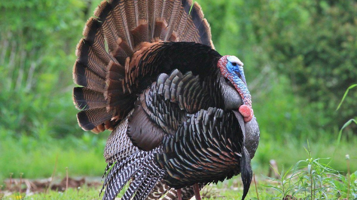 İngilizcede Hindiye 