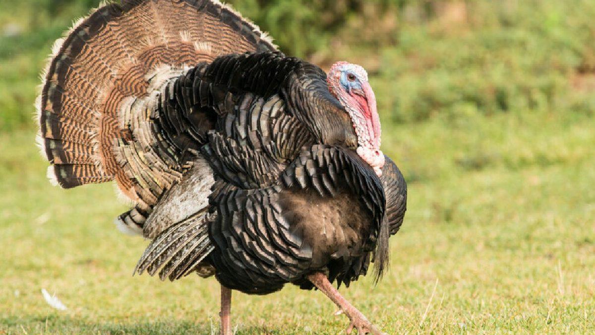 İngilizcede Hindiye 