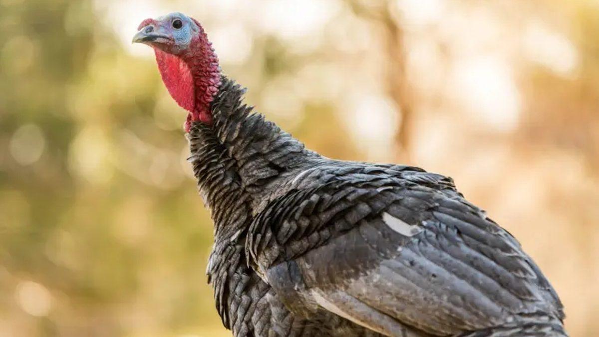 İngilizcede Hindiye 