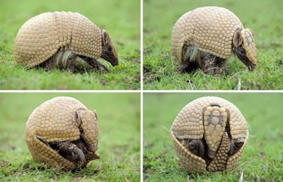 Çelik Gibi Deriye Sahip Olan Armadilloya Ateş Eden Adam, Seken Mermiyle Kendini Yaraladı!