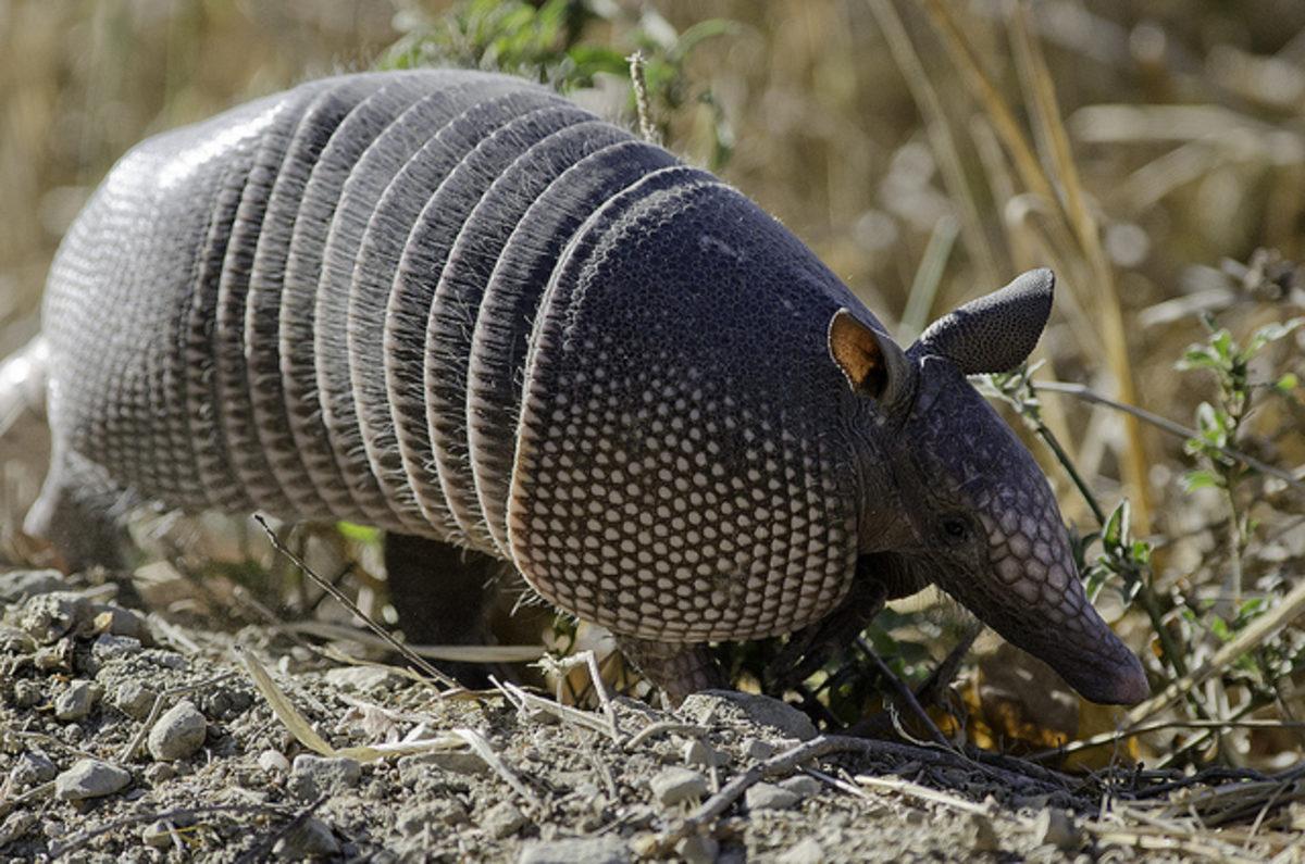 Çelik Gibi Deriye Sahip Olan Armadilloya Ateş Eden Adam, Seken Mermiyle Kendini Yaraladı!