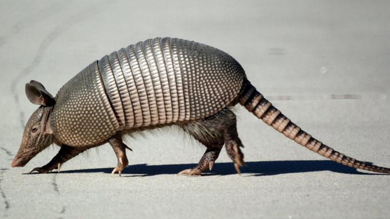 Çelik Gibi Deriye Sahip Olan Armadilloya Ateş Eden Adam, Seken Mermiyle Kendini Yaraladı!