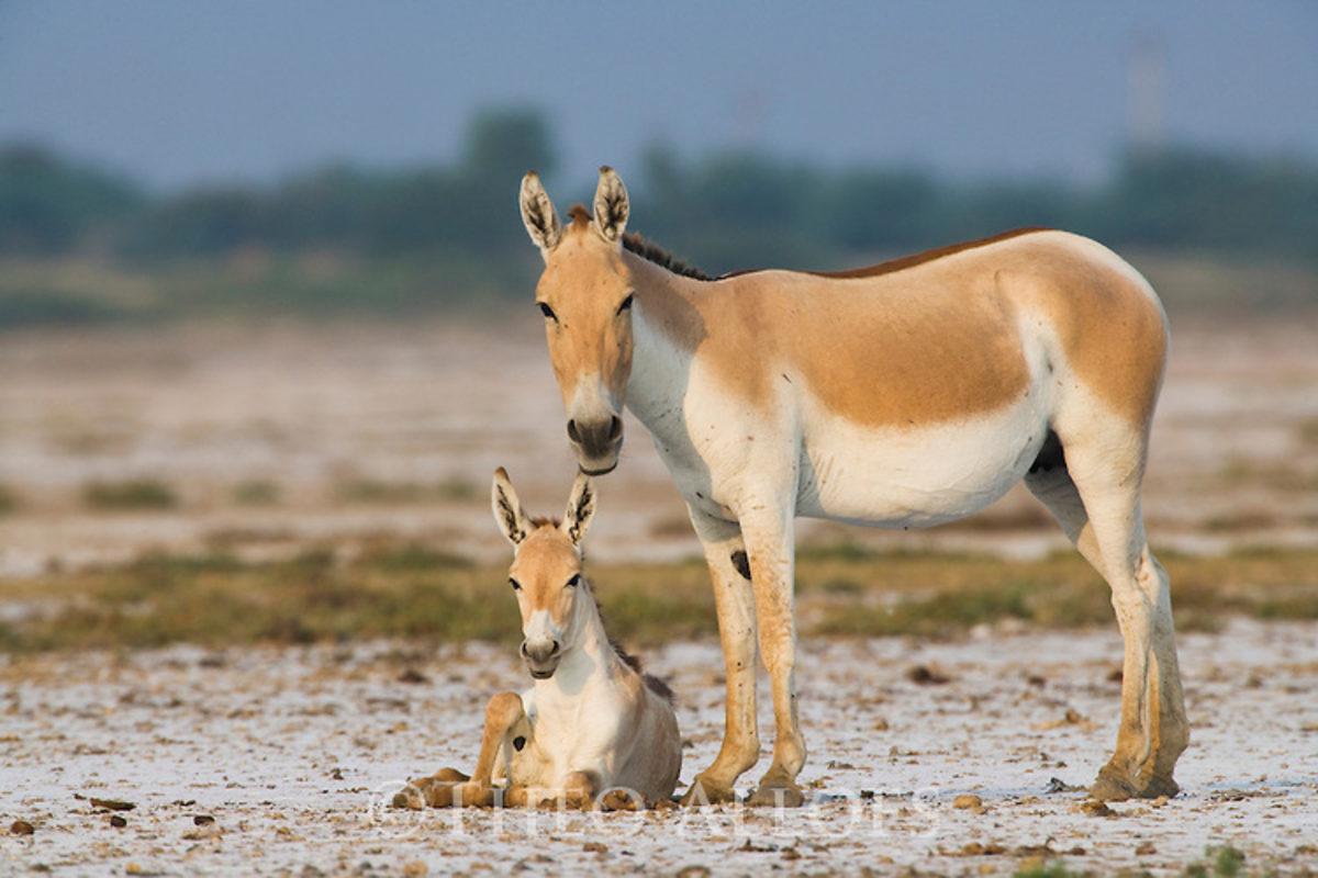 Dünyanın Yalnızca En Sıcak Bölgelerinde Yaşayabilen Hayvanlar