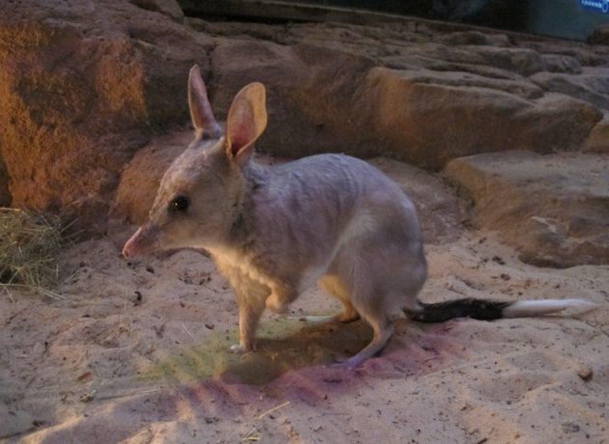 Dünyanın Yalnızca En Sıcak Bölgelerinde Yaşayabilen Hayvanlar