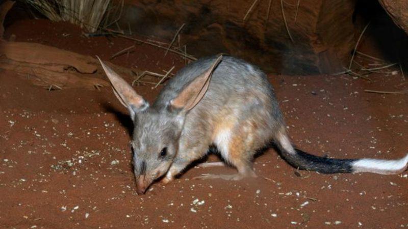 Dünyanın Yalnızca En Sıcak Bölgelerinde Yaşayabilen Hayvanlar