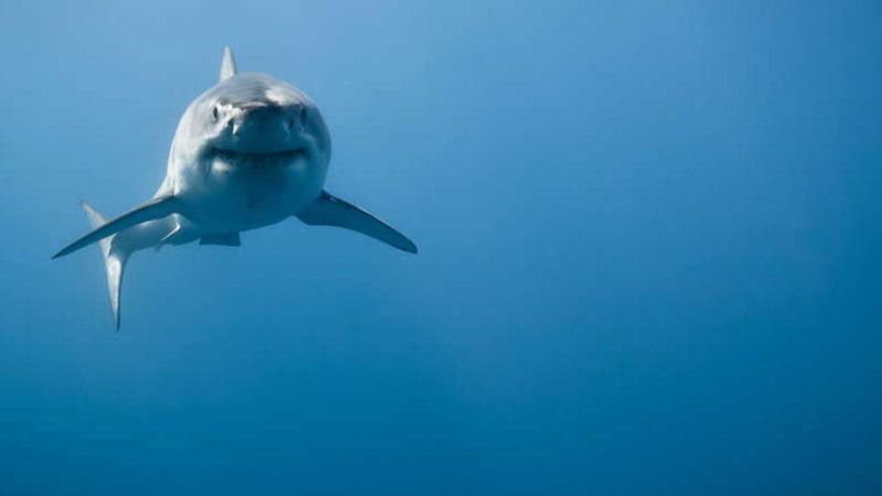 Büyük Beyaz Köpekbalığı, Neden Hiç Akvaryumlarda Bulunmaz?