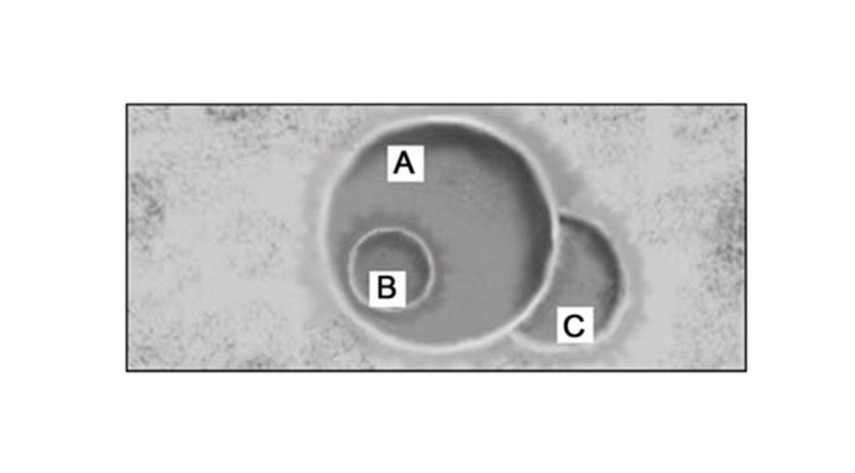 Dünya Gerisinde Kaldığımız PISA Testini Çözebilecek Misiniz?