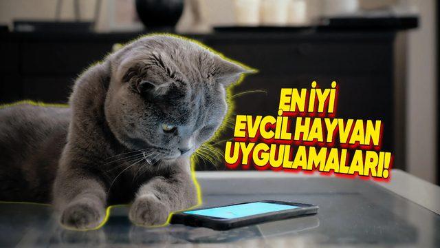 En Yakın Dostlarınızın Hayatını Kolaylaştırın: Evcil Hayvan Sahiplerinin Mutlaka İndirmesi Gereken Uygulamalar