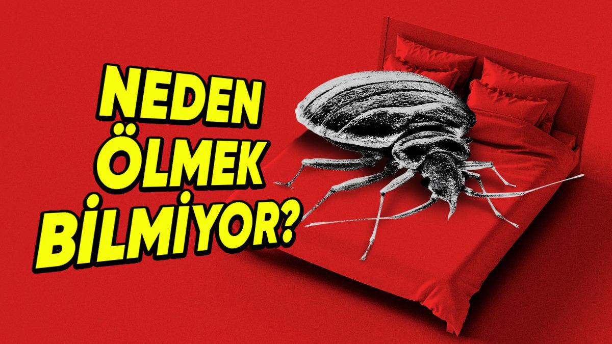 Ne Kimyasal Dolu Bir İlaç Ne de Sert Bir Terlik Darbesi: Tahtakurularından Kurtulmak Neden Neredeyse İmkânsız?