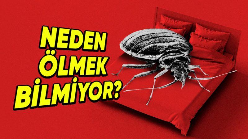 Ne Kimyasal Dolu Bir İlaç Ne de Sert Bir Terlik Darbesi: Tahtakurularından Kurtulmak Neden Neredeyse İmkânsız?
