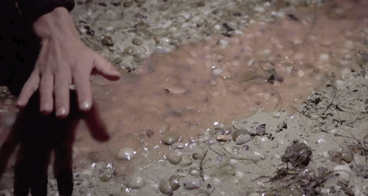 Bütün Sahili LED Işığı Varmış Gibi Aydınlatan, Doğa Mucizesi Biyolüminesan Algler İle Tanışın!