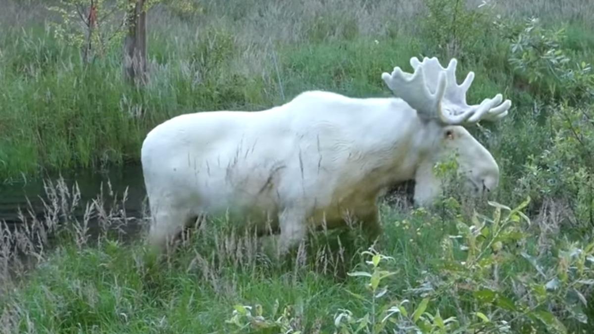 Çok Nadir Görülen Beyaz Geyiğin Sosyal Medyada Milyonlarca Kez İzlenen Videosu