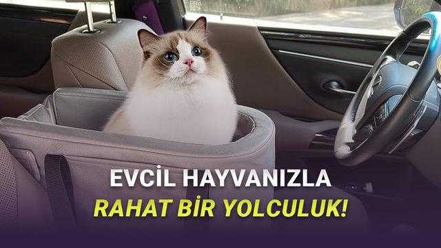  Evcil Hayvanla Seyahat Etmeden Önce Arabanızda Olması Gereken Ürünler 