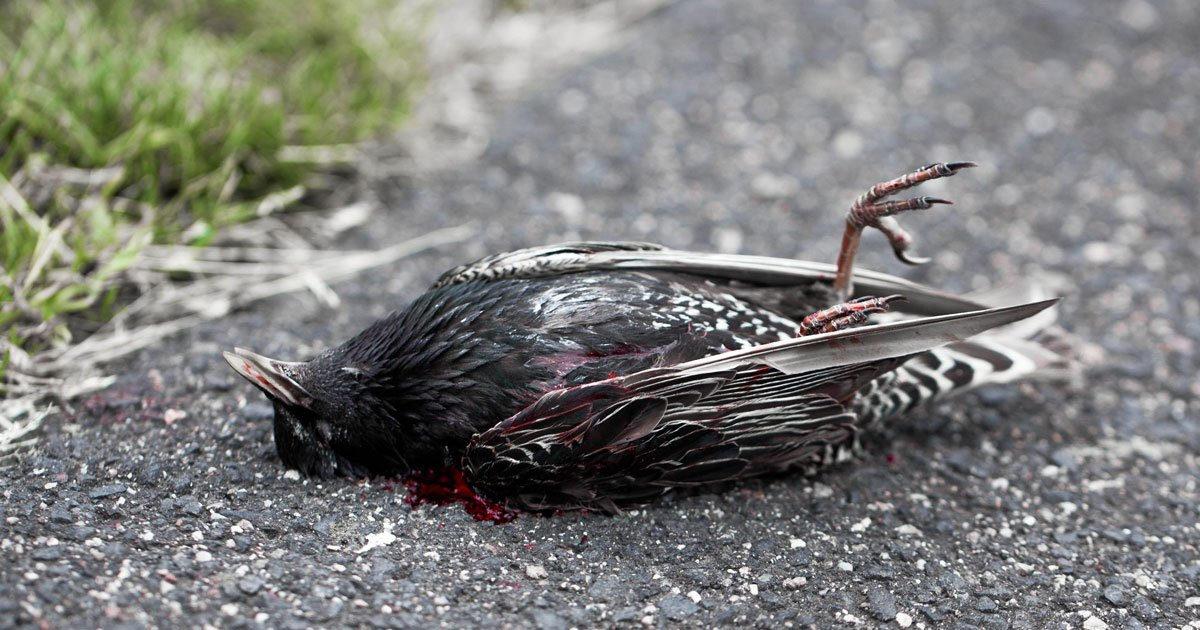 bird
