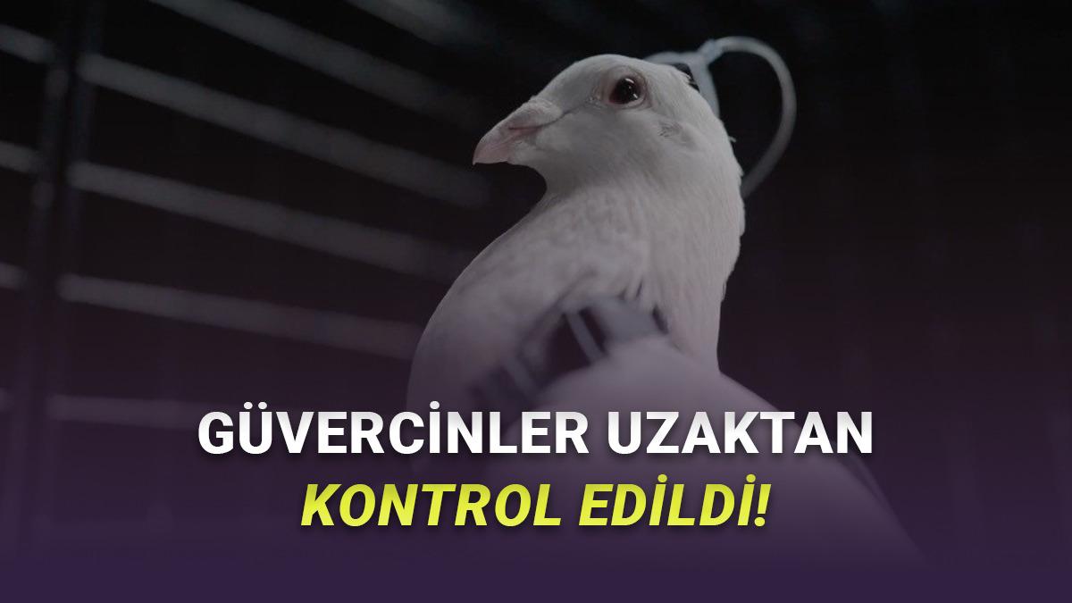 Tüyler Ürperten Teknoloji: Beynine Çip Takılan Güvercinler Drone Gibi Kontrol Edildi [Video]