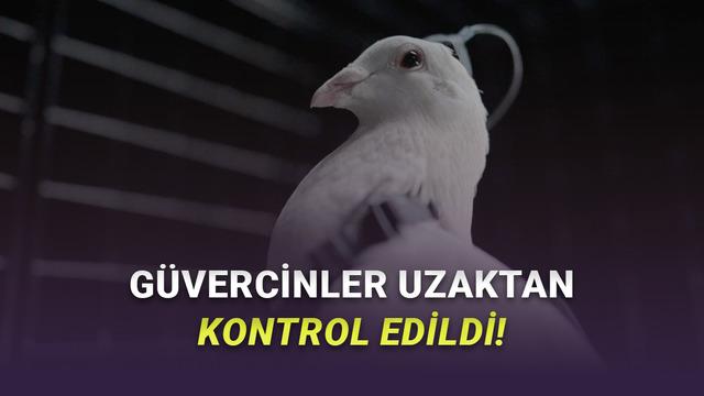 Tüyler Ürperten Teknoloji: Beynine Çip Takılan Güvercinler Drone Gibi Kontrol Edildi [Video]