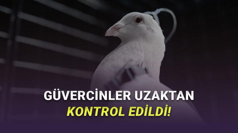 Tüyler Ürperten Teknoloji: Beynine Çip Takılan Güvercinler Drone Gibi Kontrol Edildi [Video]