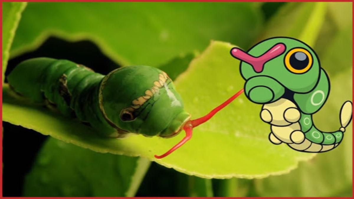 Aslında Gerçek Hayatta da Varolan 10 Pokemon!