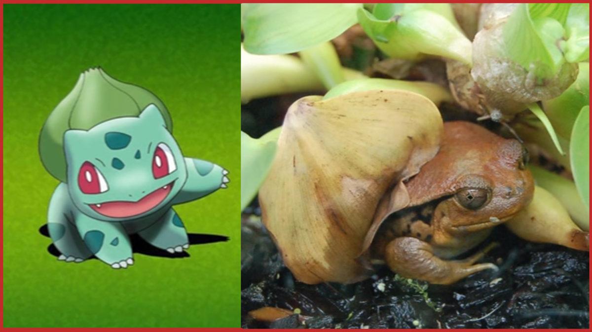 Aslında Gerçek Hayatta da Varolan 10 Pokemon!