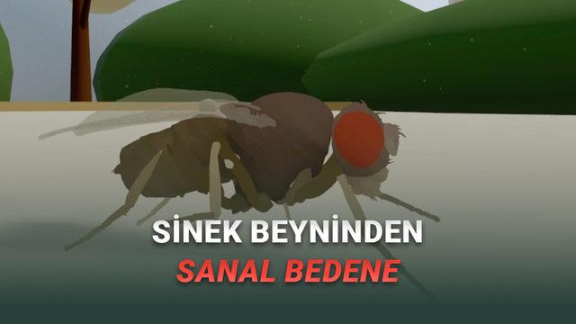 Bilim İnsanları İlk Kez "Tam Beyin Simülasyonu" ile Davranış Üreten Sanal Bir Canlı Yarattı [Video]