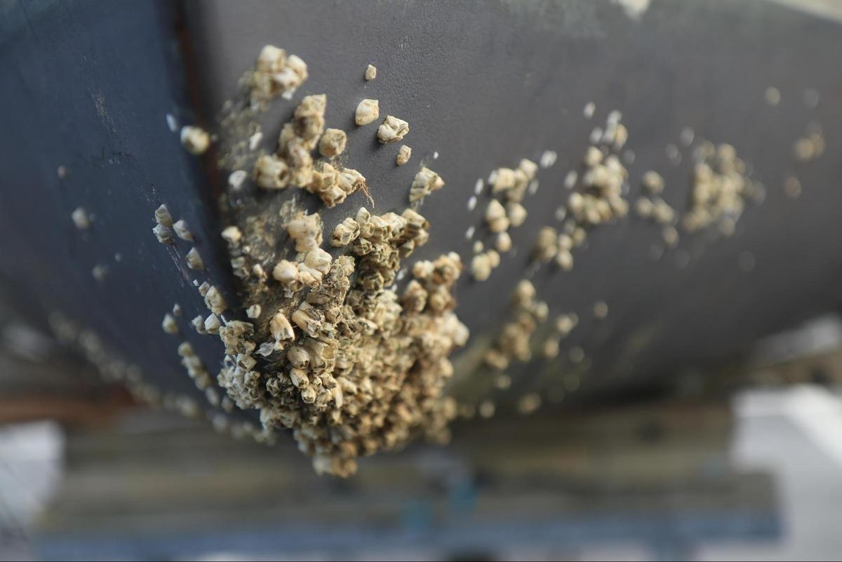 Denizlerin G&ouml;r&uuml;nmez D&uuml;şmanı Biofouling e Karşı T&uuml;rk M&uuml;hendislerden Devrim: Ses Dalgalarıyla Denizi Temizliyorlar 3