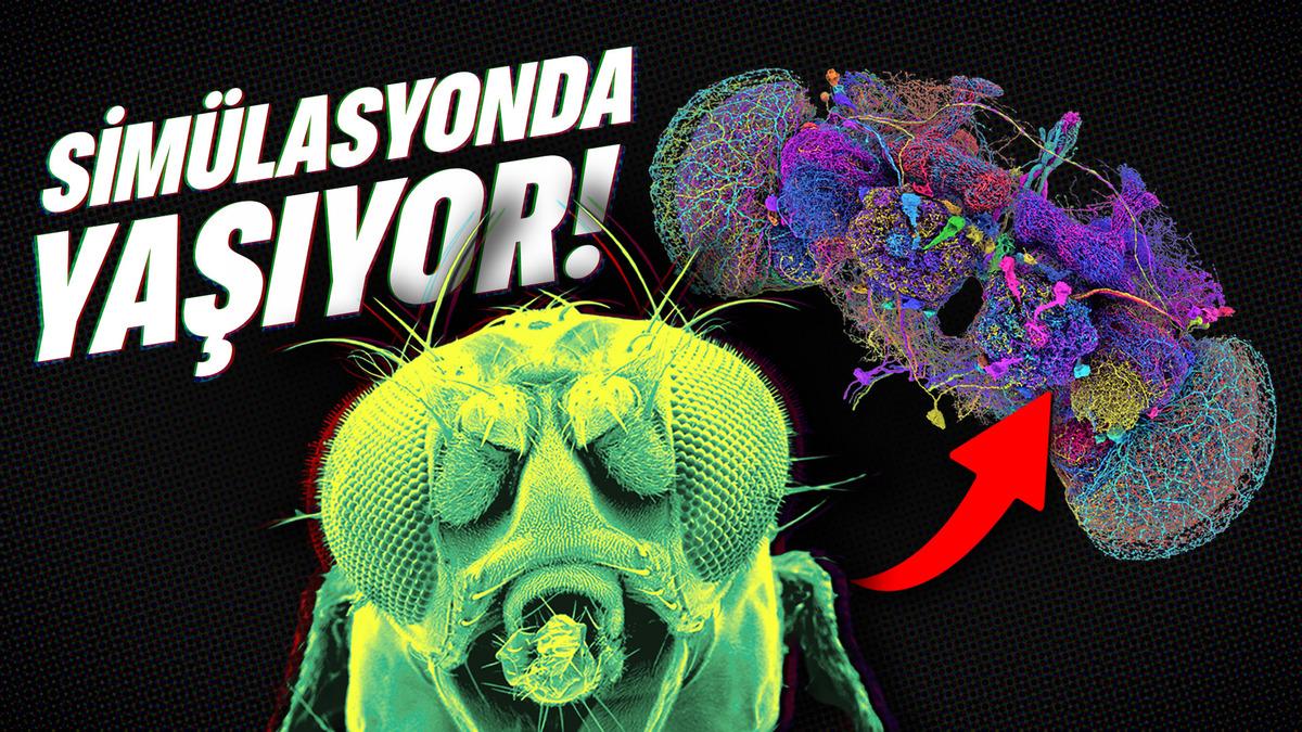 SİMULASYONDA YAŞAYAN İLK CANLI ÜRETİLDİ | Teknoloji Gündemi