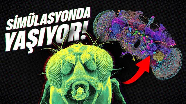 SİMULASYONDA YAŞAYAN İLK CANLI ÜRETİLDİ | Teknoloji Gündemi