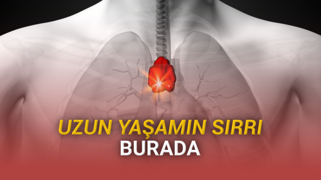 Ömrü Uzatmanın Sırrı Olabilecek Organ Bulundu