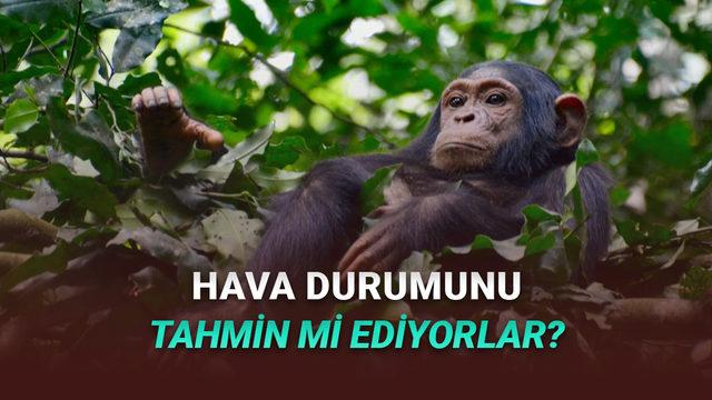 Şempanzelerin Hava Durumunu Önceden Tahmin Edebildiği Keşfedildi