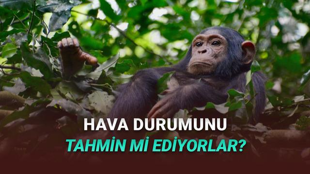 Şempanzelerin Hava Durumunu Tahmin Edebildiği Keşfedildi